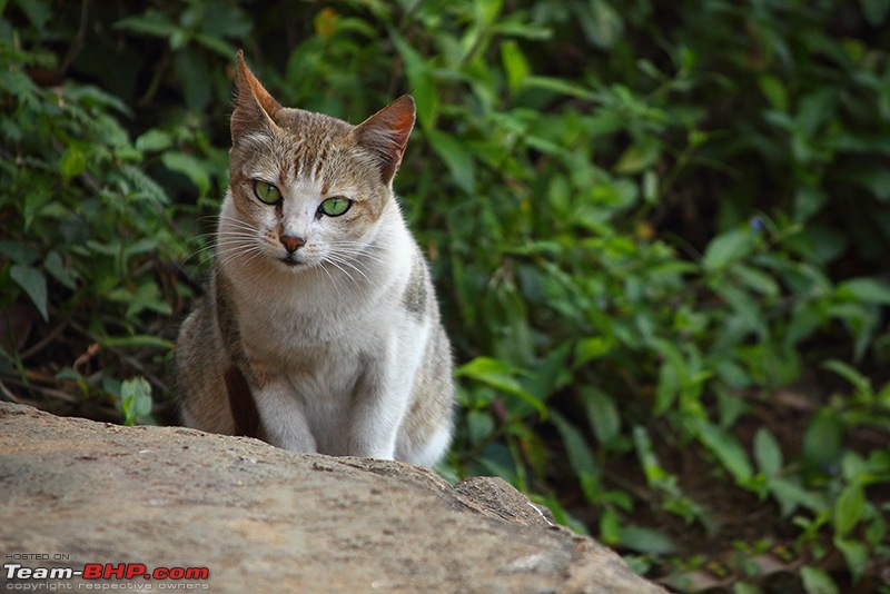 A Retreat to Wilderness: Wayanad-img_9987b_800.jpg