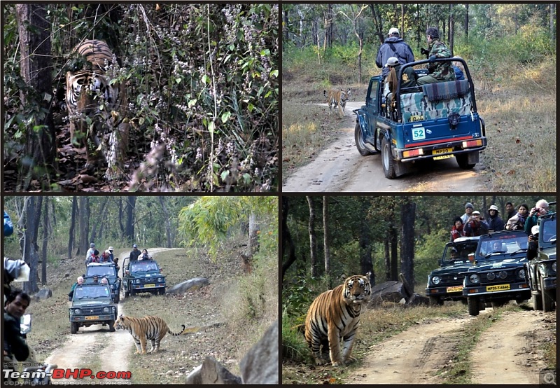 Road Trip from Bangalore: Marble Rocks, Bandhavgarh & Kanha in a Bolero-tiger1.jpg
