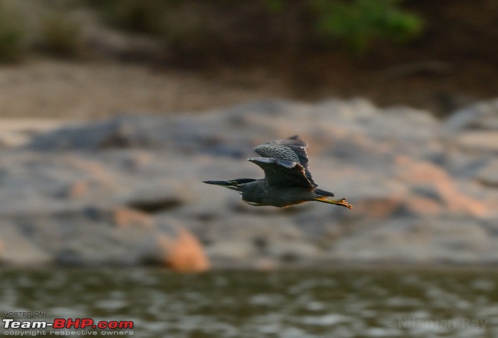 Quick dash to the jungles of Galibore...on the banks of Cauvery-dsc_0704_small.jpeg