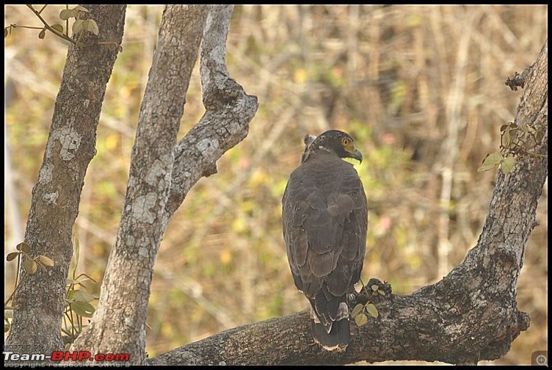 Bangalore - Thirunelli - Bandipur Trip : Forests & Fire-dsc_0714.jpg