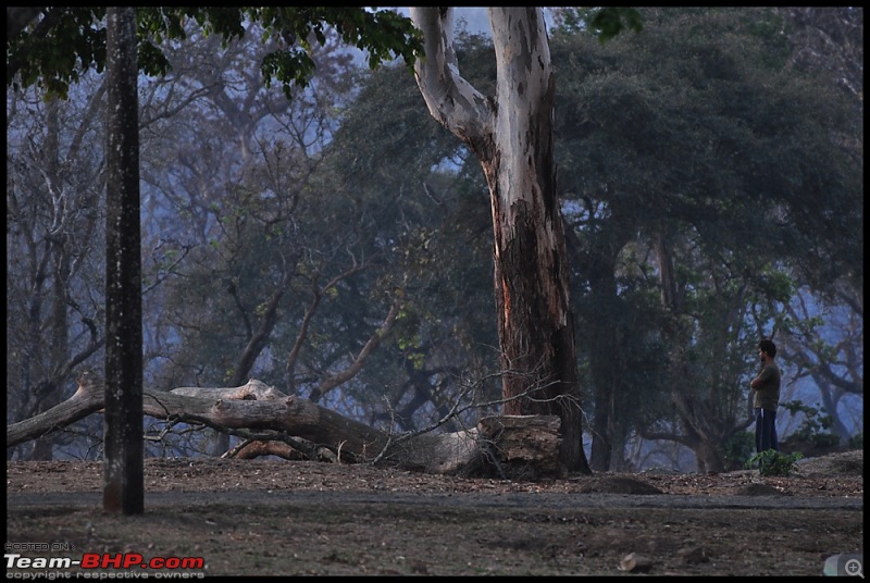 Bangalore - Thirunelli - Bandipur Trip : Forests & Fire-dsc_0809.jpg