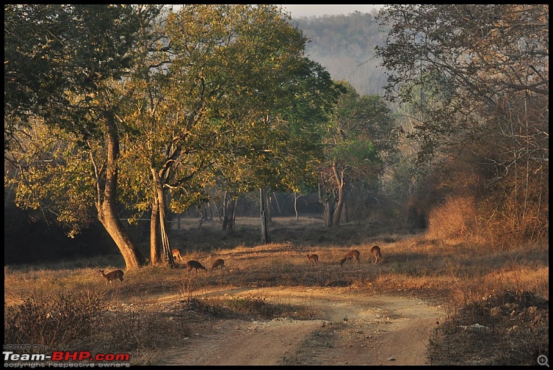 Bangalore - Thirunelli - Bandipur Trip : Forests & Fire-dsc_0840.jpg