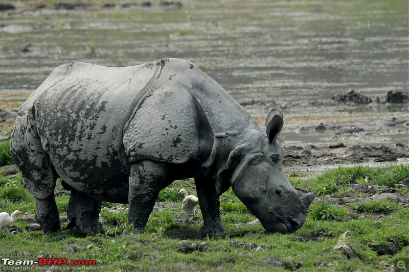 Photo-Tour: Kaziranga National Park & Hoollongapar Gibbon Sanctuary (Assam)-img_3493.jpg