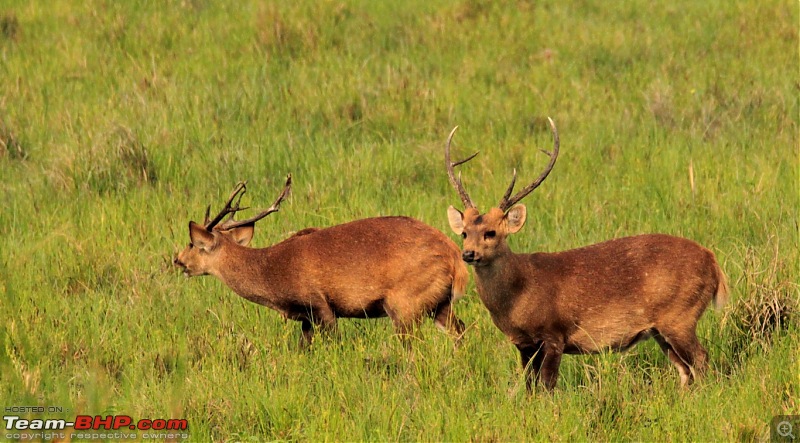 Photo-Tour: Kaziranga National Park & Hoollongapar Gibbon Sanctuary (Assam)-img_2768.jpg