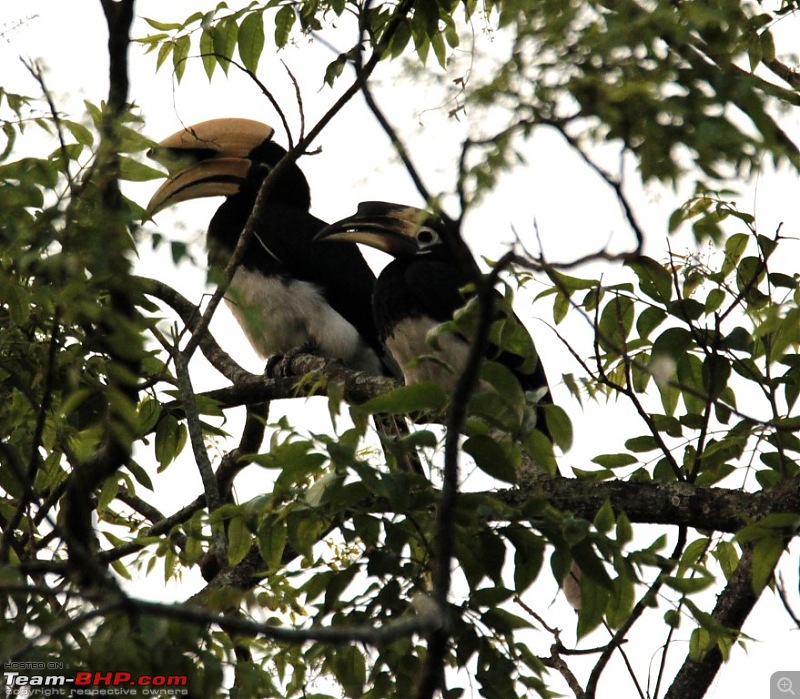 Photo-Tour: Kaziranga National Park & Hoollongapar Gibbon Sanctuary (Assam)-img_2580.jpg