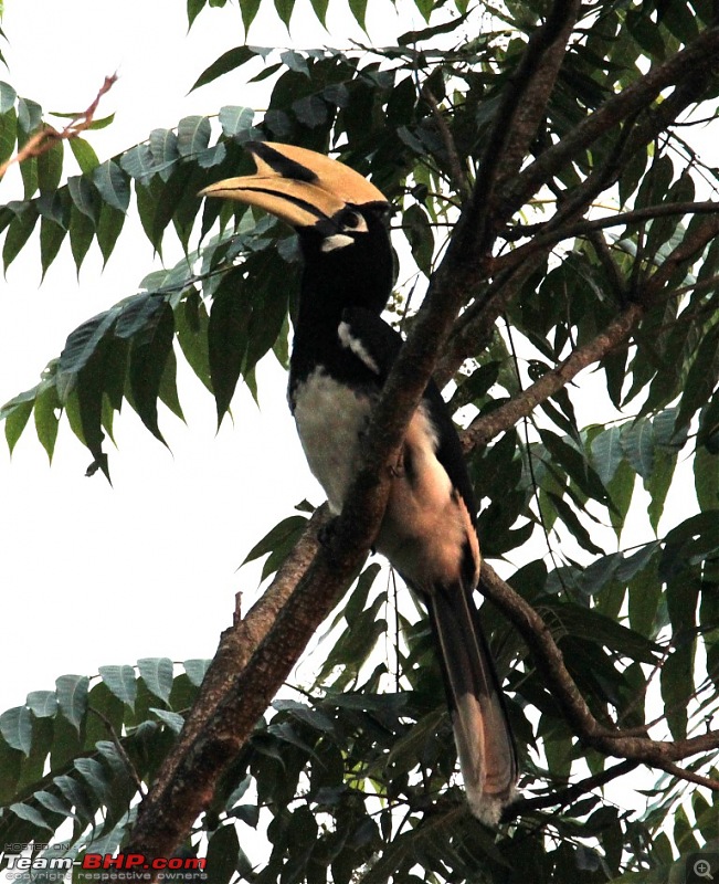 Photo-Tour: Kaziranga National Park & Hoollongapar Gibbon Sanctuary (Assam)-img_2676.jpg