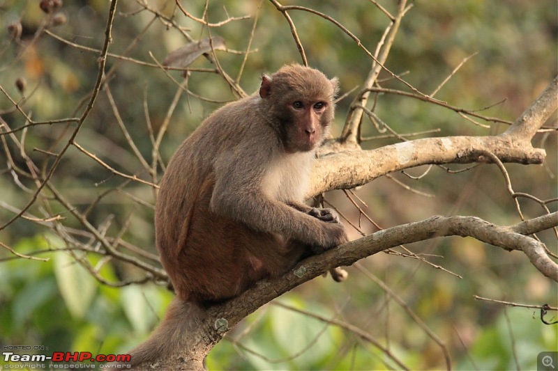 Photo-Tour: Kaziranga National Park & Hoollongapar Gibbon Sanctuary (Assam)-img_2723.jpg