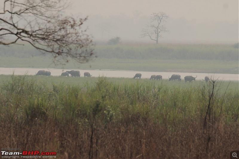 Photo-Tour: Kaziranga National Park & Hoollongapar Gibbon Sanctuary (Assam)-img_2798.jpg