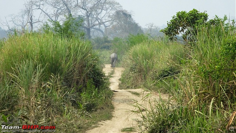 Photo-Tour: Kaziranga National Park & Hoollongapar Gibbon Sanctuary (Assam)-dscf4014.jpg