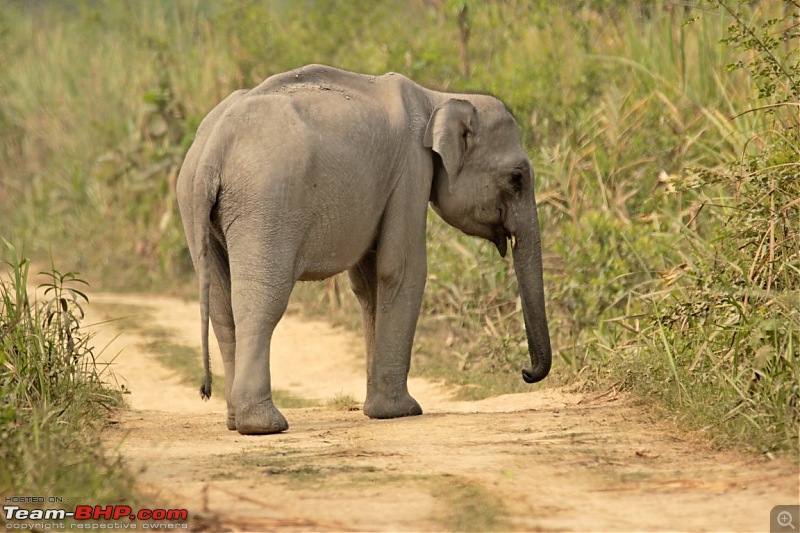 Photo-Tour: Kaziranga National Park & Hoollongapar Gibbon Sanctuary (Assam)-img_3120.jpg