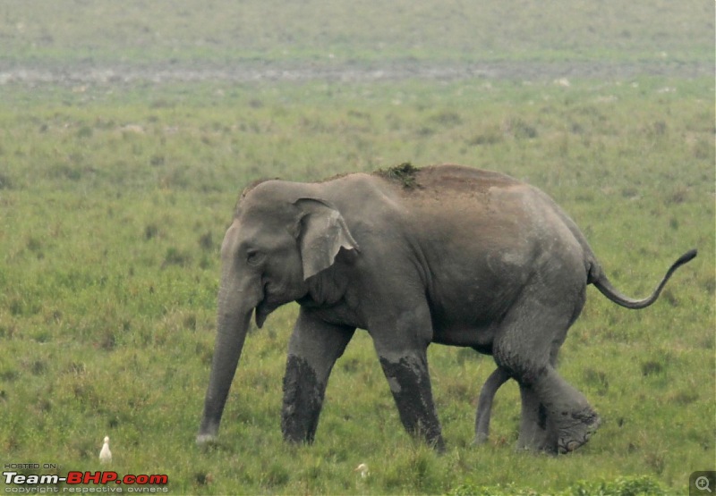 Photo-Tour: Kaziranga National Park & Hoollongapar Gibbon Sanctuary (Assam)-img_3222.jpg