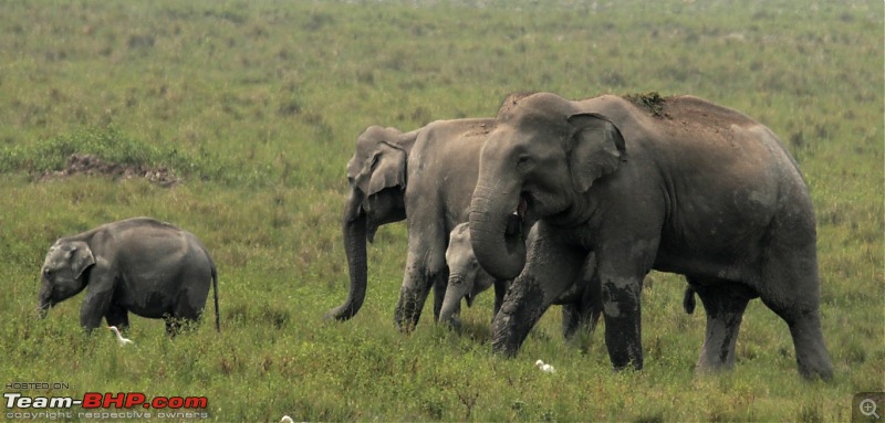 Photo-Tour: Kaziranga National Park & Hoollongapar Gibbon Sanctuary (Assam)-img_3238.jpg