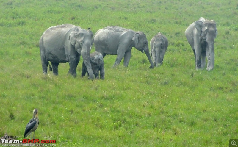 Photo-Tour: Kaziranga National Park & Hoollongapar Gibbon Sanctuary (Assam)-dscf4088.jpg