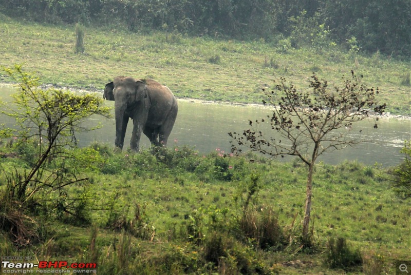 Photo-Tour: Kaziranga National Park & Hoollongapar Gibbon Sanctuary (Assam)-img_3363.jpg