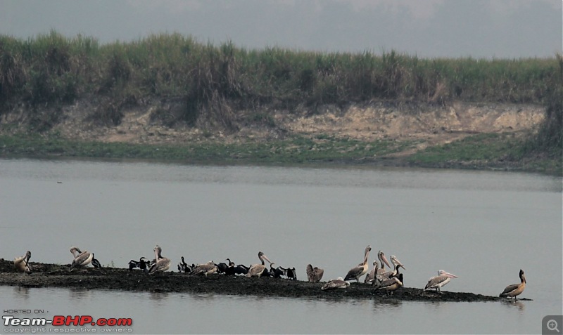 Photo-Tour: Kaziranga National Park & Hoollongapar Gibbon Sanctuary (Assam)-img_3530.jpg