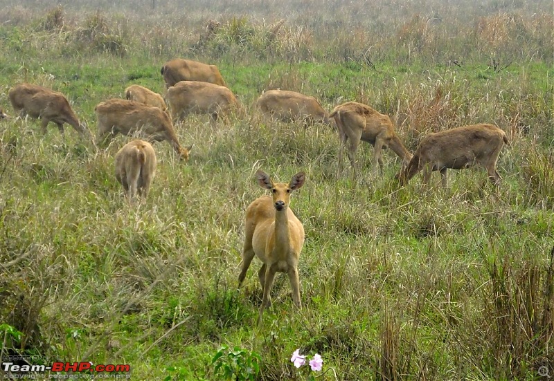 Photo-Tour: Kaziranga National Park & Hoollongapar Gibbon Sanctuary (Assam)-dscf4126.jpg
