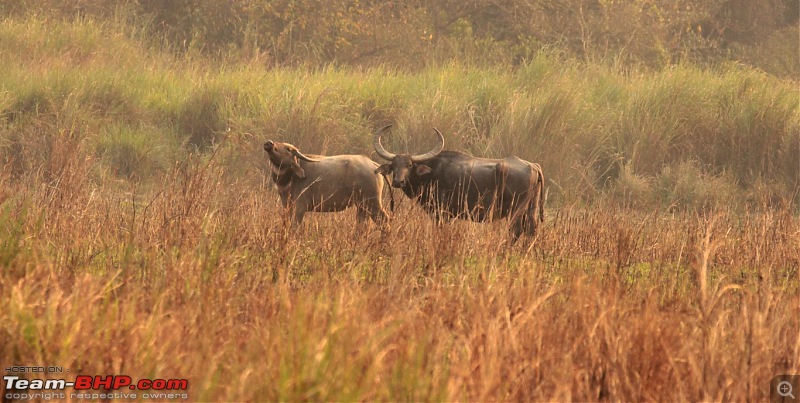 Photo-Tour: Kaziranga National Park & Hoollongapar Gibbon Sanctuary (Assam)-img_3727.jpg