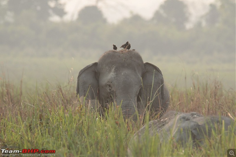 Photo-Tour: Kaziranga National Park & Hoollongapar Gibbon Sanctuary (Assam)-img_3740.jpg