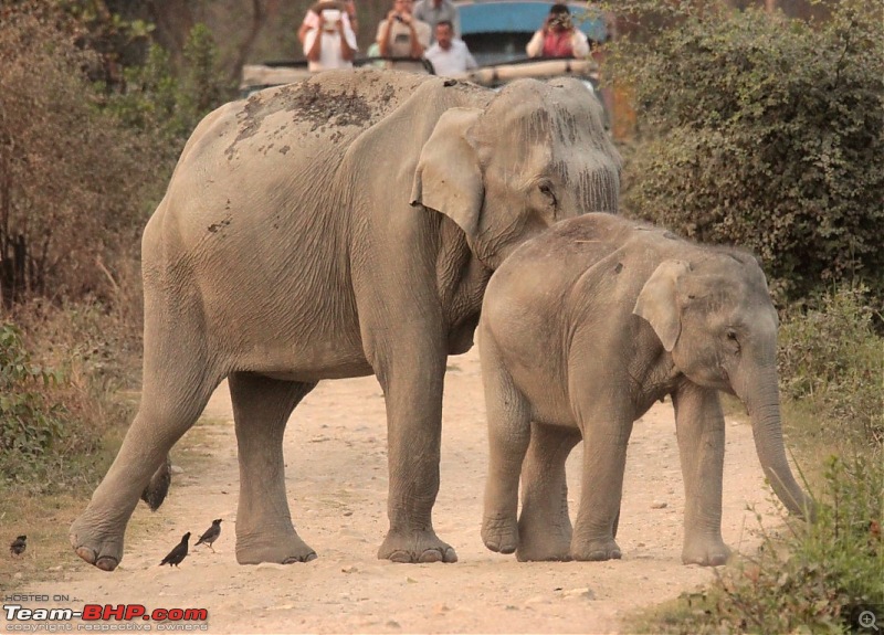 Photo-Tour: Kaziranga National Park & Hoollongapar Gibbon Sanctuary (Assam)-img_3789.jpg