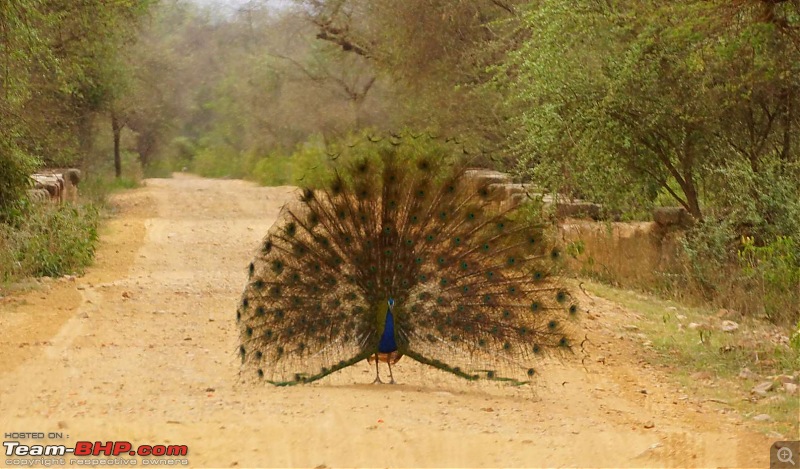 Hawk-On-Fours (H-4) Roadtrip: Of Forests (Sariska) & History (Siliserh, Deeg, Agra)-sariska-morning-27.jpg