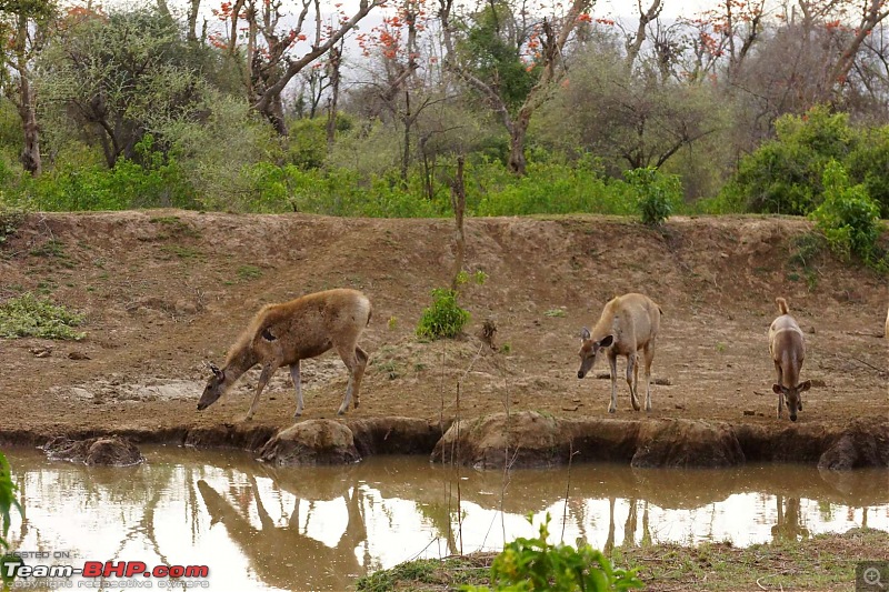 Hawk-On-Fours (H-4) Roadtrip: Of Forests (Sariska) & History (Siliserh, Deeg, Agra)-sariska-13.jpg