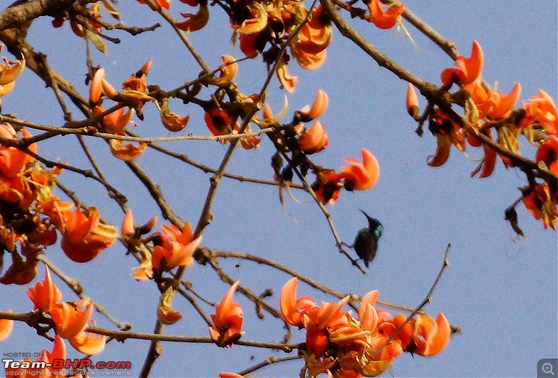 Hawk-On-Fours (H-4) Roadtrip: Of Forests (Sariska) & History (Siliserh, Deeg, Agra)-sariska-9.jpg