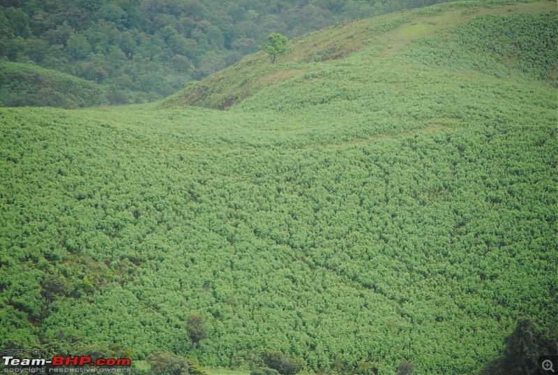 Kookal  A Trekker's Paradise-dsc_0080.jpg