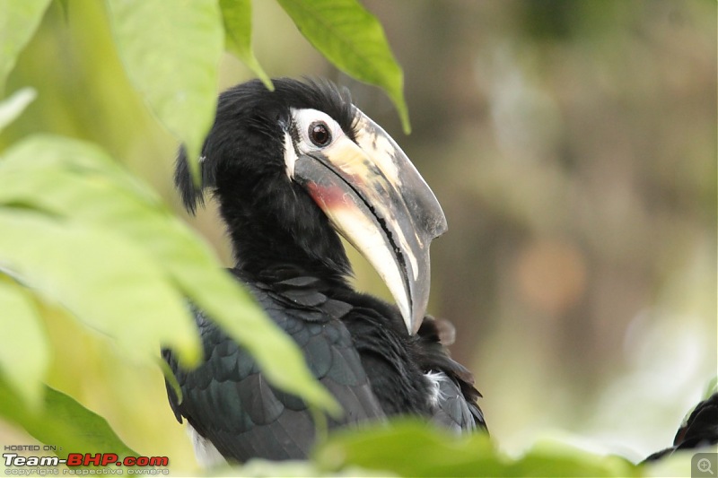 Photo-Tour: Kaziranga National Park & Hoollongapar Gibbon Sanctuary (Assam)-img_3906.jpg
