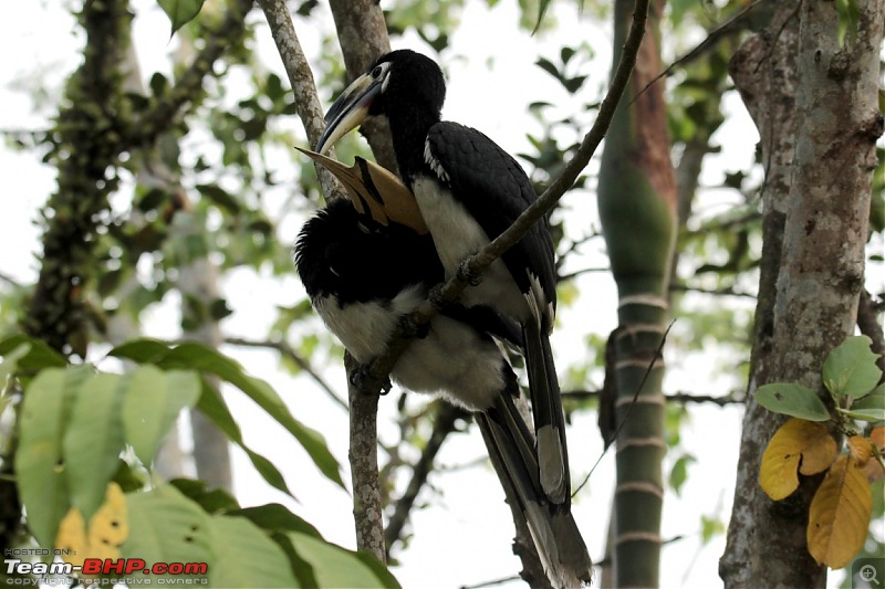 Photo-Tour: Kaziranga National Park & Hoollongapar Gibbon Sanctuary (Assam)-img_4116.jpg