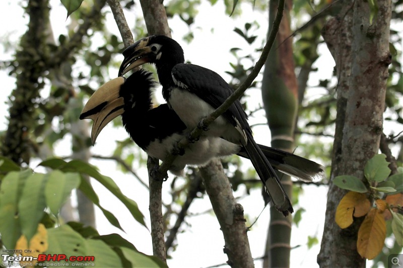 Photo-Tour: Kaziranga National Park & Hoollongapar Gibbon Sanctuary (Assam)-img_4145.jpg