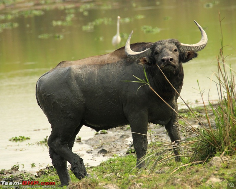 Photo-Tour: Kaziranga National Park & Hoollongapar Gibbon Sanctuary (Assam)-img_4654.jpg