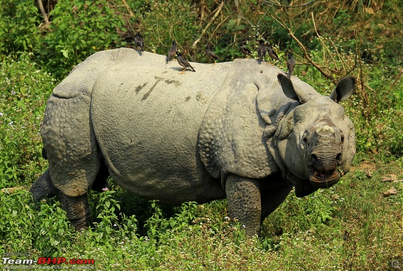 Photo-Tour: Kaziranga National Park & Hoollongapar Gibbon Sanctuary (Assam)-img_5020.jpg