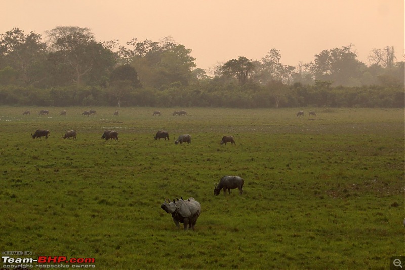 Photo-Tour: Kaziranga National Park & Hoollongapar Gibbon Sanctuary (Assam)-img_5205.jpg