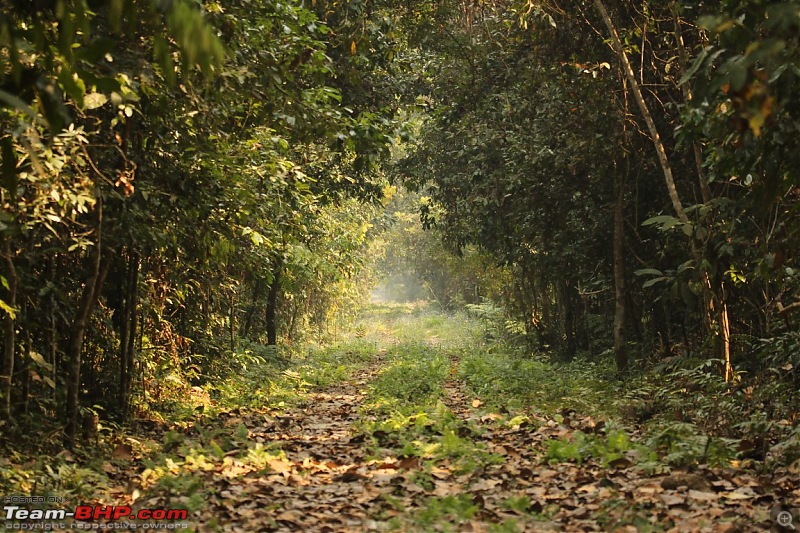 Photo-Tour: Kaziranga National Park & Hoollongapar Gibbon Sanctuary (Assam)-img_5620.jpg