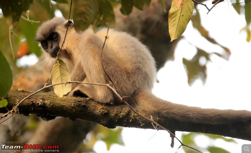 Photo-Tour: Kaziranga National Park & Hoollongapar Gibbon Sanctuary (Assam)-img_5287.jpg