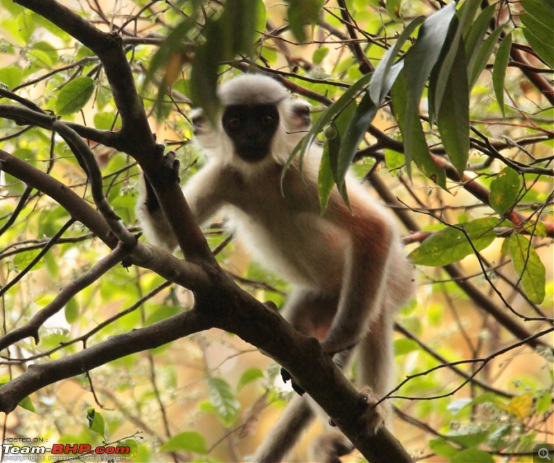 Photo-Tour: Kaziranga National Park & Hoollongapar Gibbon Sanctuary (Assam)-img_5295.jpg