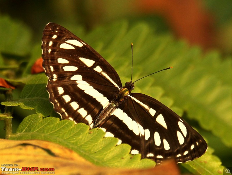 Photo-Tour: Kaziranga National Park & Hoollongapar Gibbon Sanctuary (Assam)-img_5607.jpg