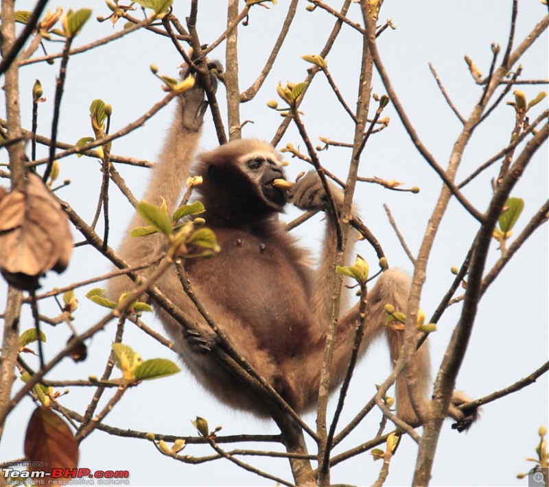 Photo-Tour: Kaziranga National Park & Hoollongapar Gibbon Sanctuary (Assam)-img_5516.jpg