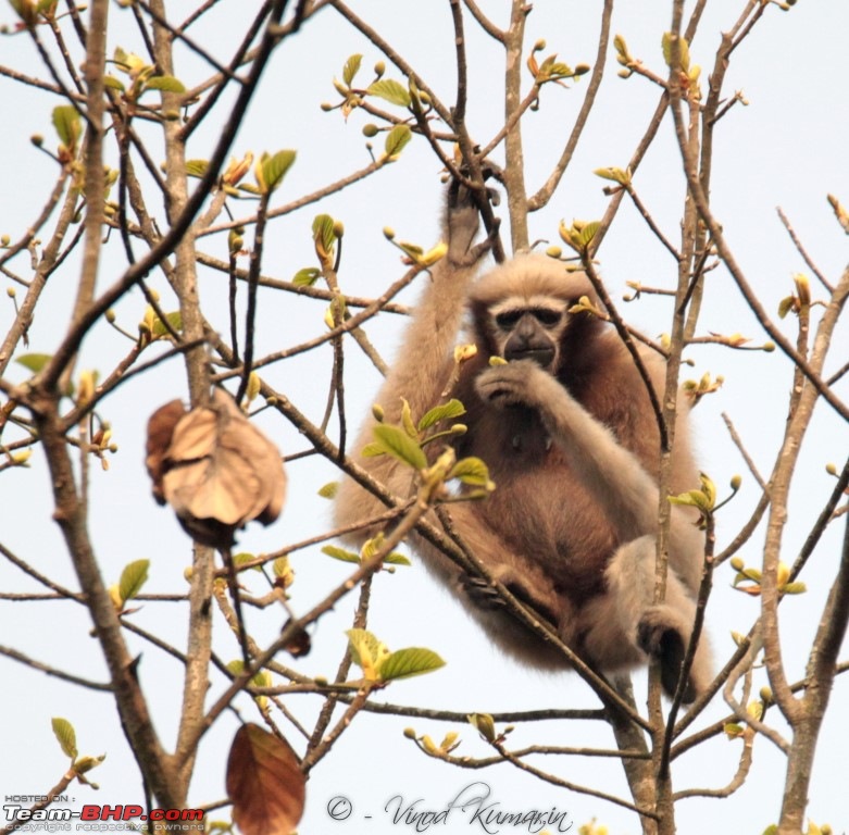 Photo-Tour: Kaziranga National Park & Hoollongapar Gibbon Sanctuary (Assam)-img_5523.jpg