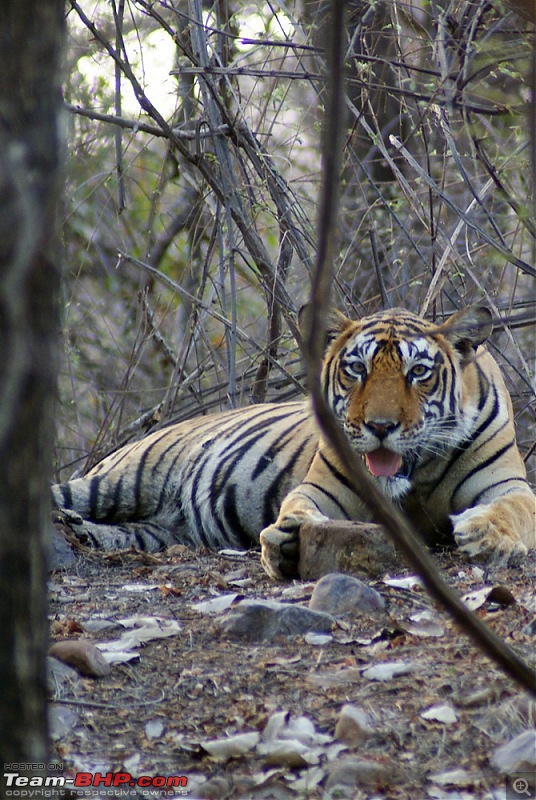 Ranthambhore : Water Hole Animal Census, tigers, forts and more....-dsc04832.jpg