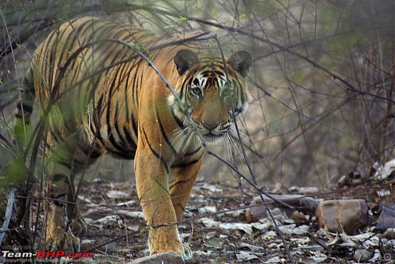 Ranthambhore : Water Hole Animal Census, tigers, forts and more....-dsc04861.jpg