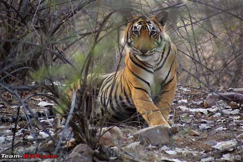 Ranthambhore : Water Hole Animal Census, tigers, forts and more....-dsc04867.jpg