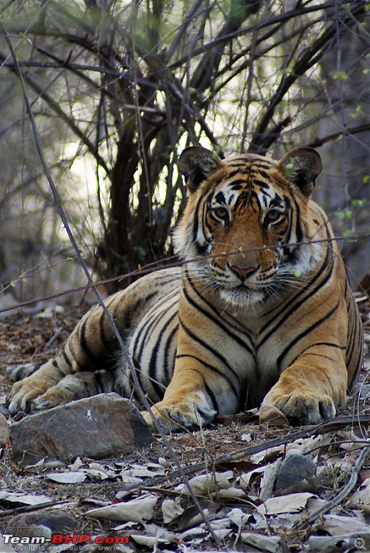 Ranthambhore : Water Hole Animal Census, tigers, forts and more....-dsc04890.jpg