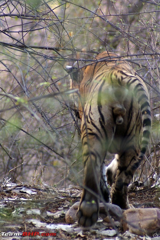 Ranthambhore : Water Hole Animal Census, tigers, forts and more....-dsc04919.jpg