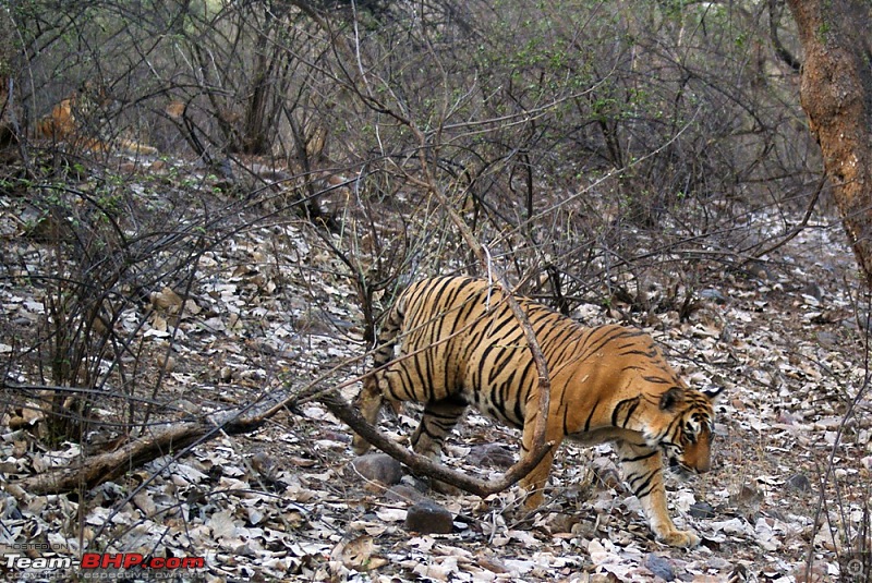 Ranthambhore : Water Hole Animal Census, tigers, forts and more....-dsc04999.jpg