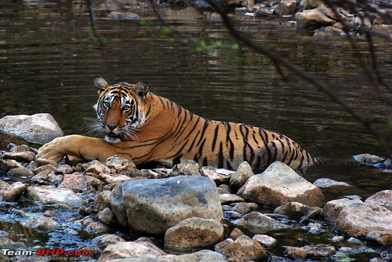 Ranthambhore : Water Hole Animal Census, tigers, forts and more....-dsc05079.jpg