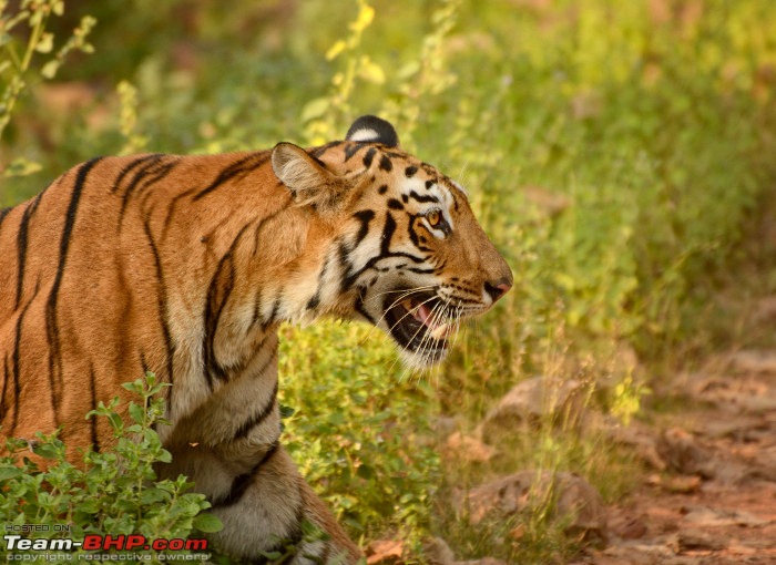 Tadoba: 14 Tigers and a Bison-dsc_3281.jpeg