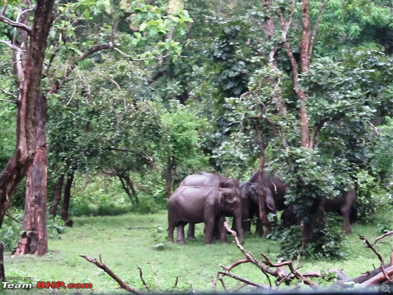 Call of the Jungle  Kabini-elephants.jpg