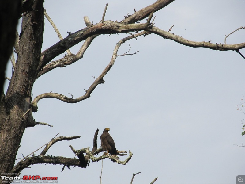 Call of the Jungle  Kabini-eagle.jpg