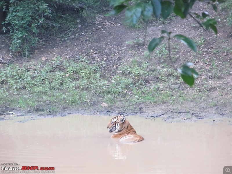 Call of the Jungle  Kabini-tiger.jpg